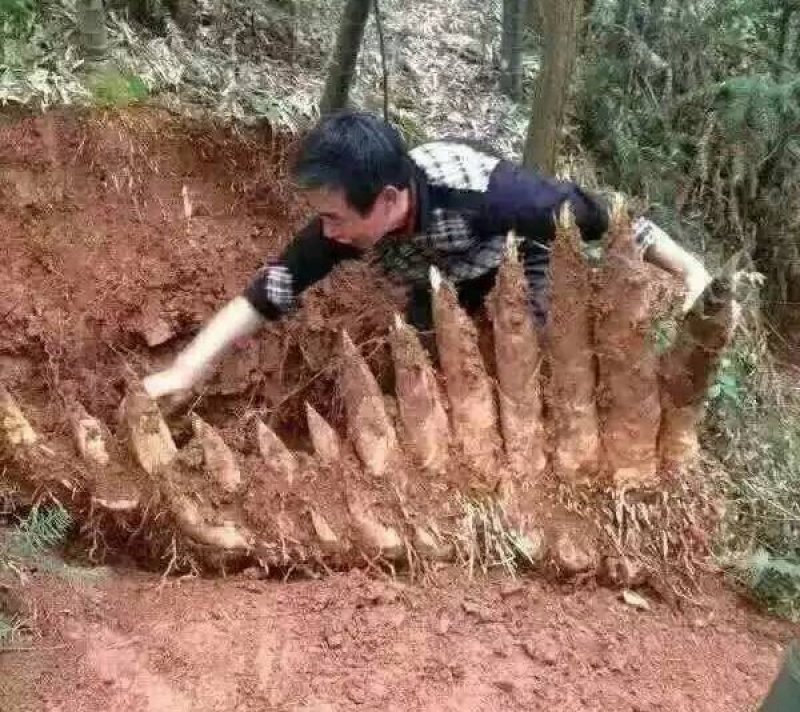 现挖的野生冬笋
