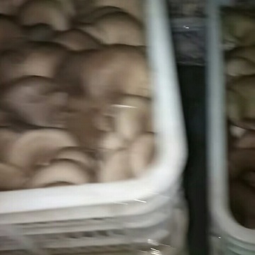 食用菌鲜货找客商