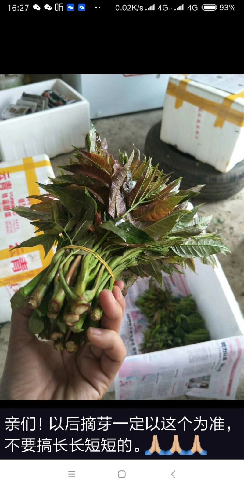 四季香椿树苗供应中