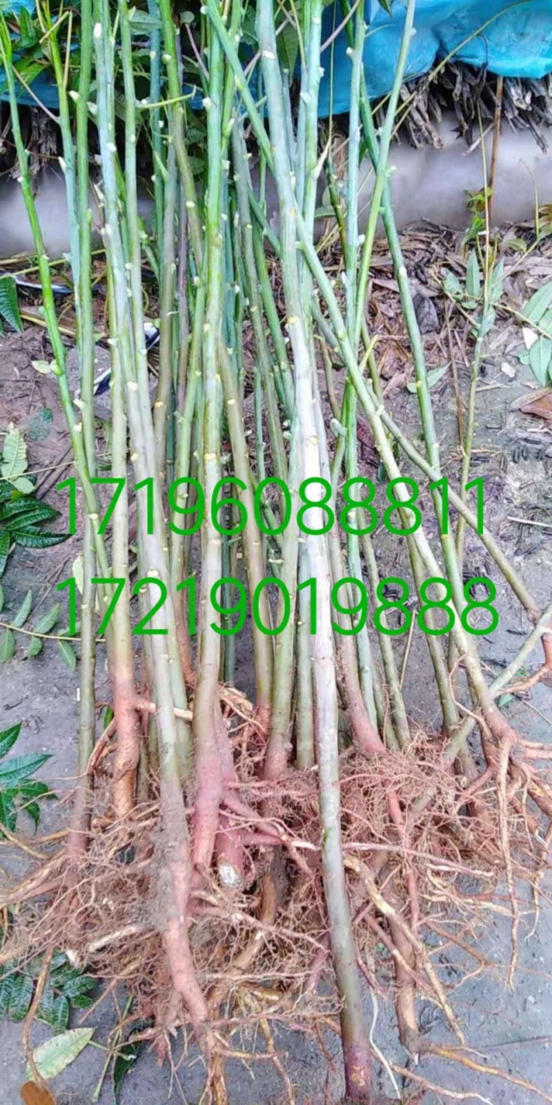 四季香椿树苗供应中