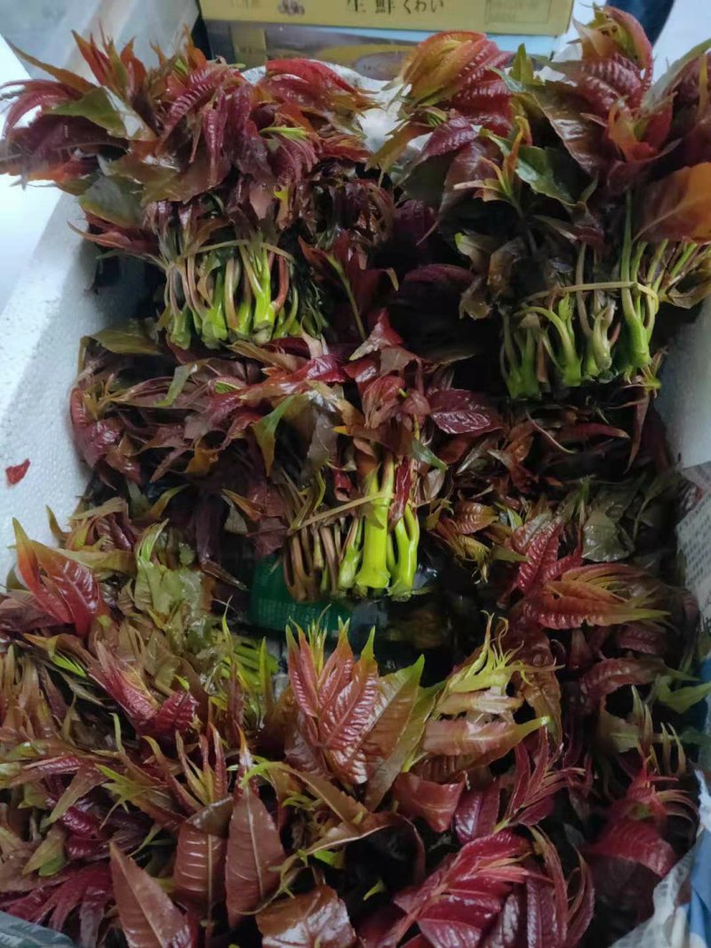 四季香椿树苗供应中
