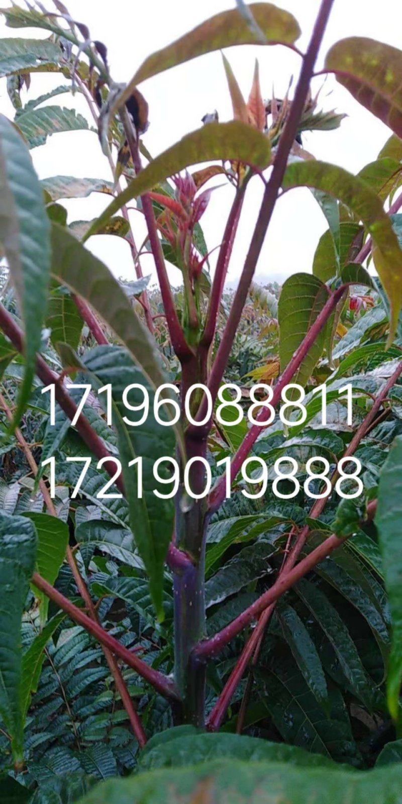 四季香椿树苗供应中