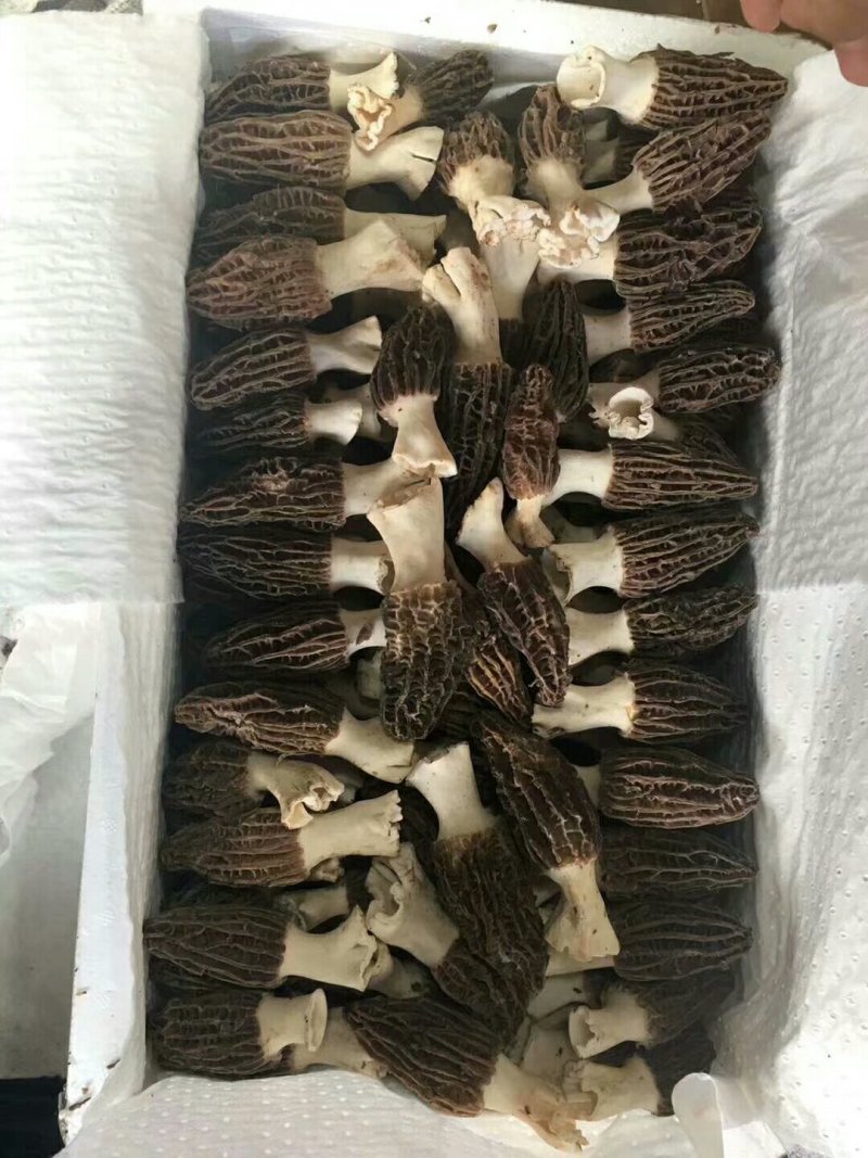 新鲜羊肚菌