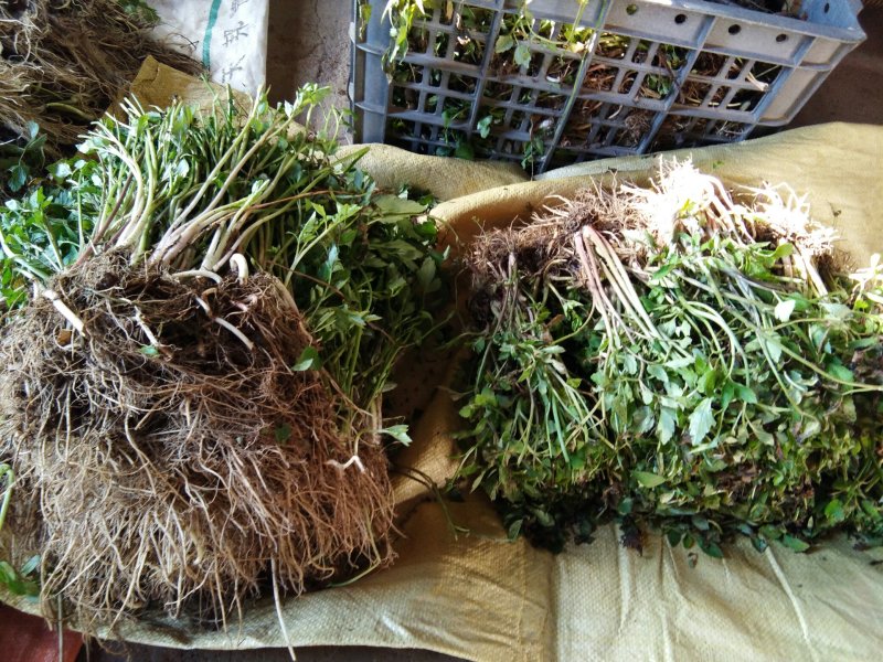 水芹菜种苗10~20cm