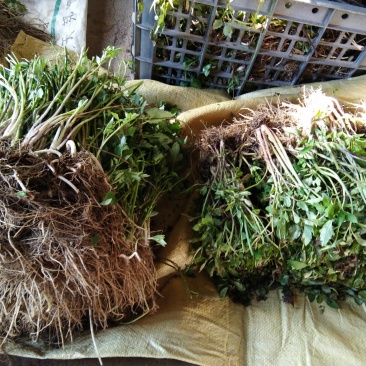 大别山野生水芹种苗香味浓