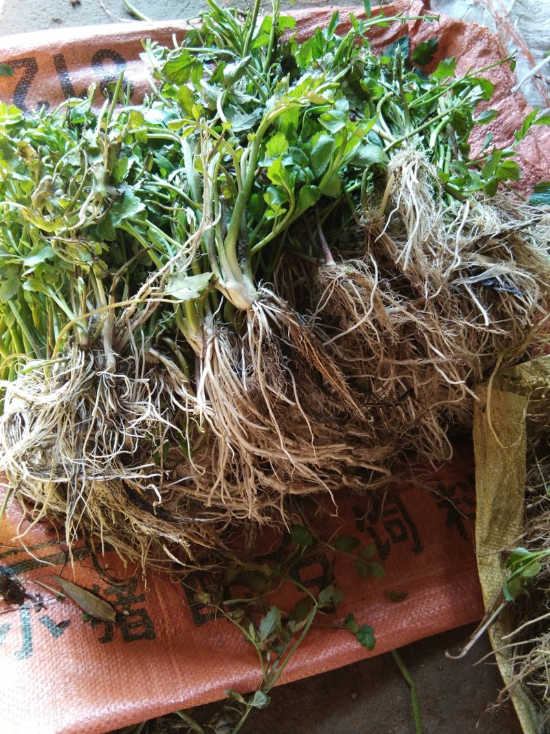 芹菜苗大别山野生水芹种苗繁殖快