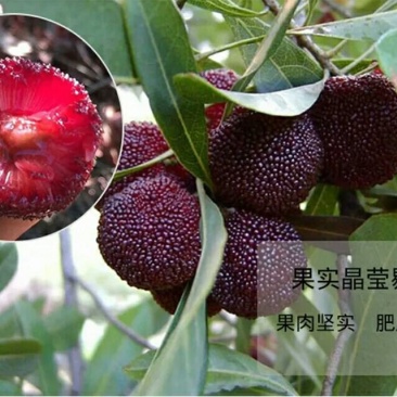 嫁接东魁杨梅树苗耐寒南方北方种植果树苗包成活当年结果