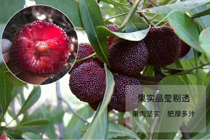 嫁接东魁杨梅树苗耐寒南方北方种植果树苗包成活当年结果