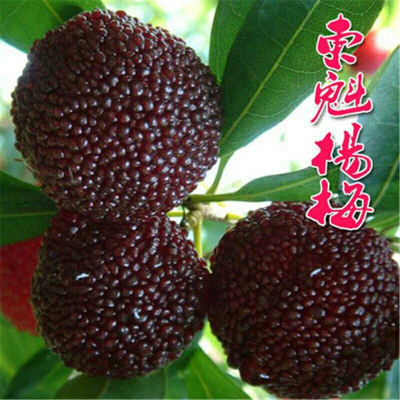 嫁接东魁杨梅树苗耐寒南方北方种植果树苗包成活当年结果