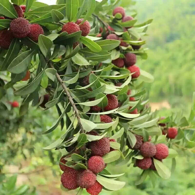 嫁接东魁杨梅树苗耐寒南方北方种植果树苗包成活当年结果