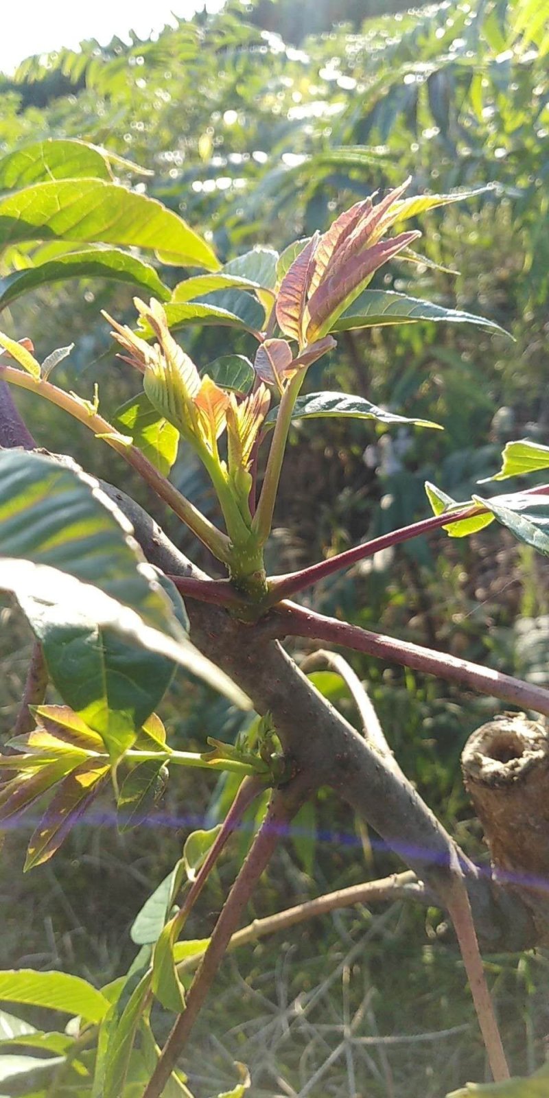 四季香椿芽树苗供应