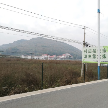 马鞭草