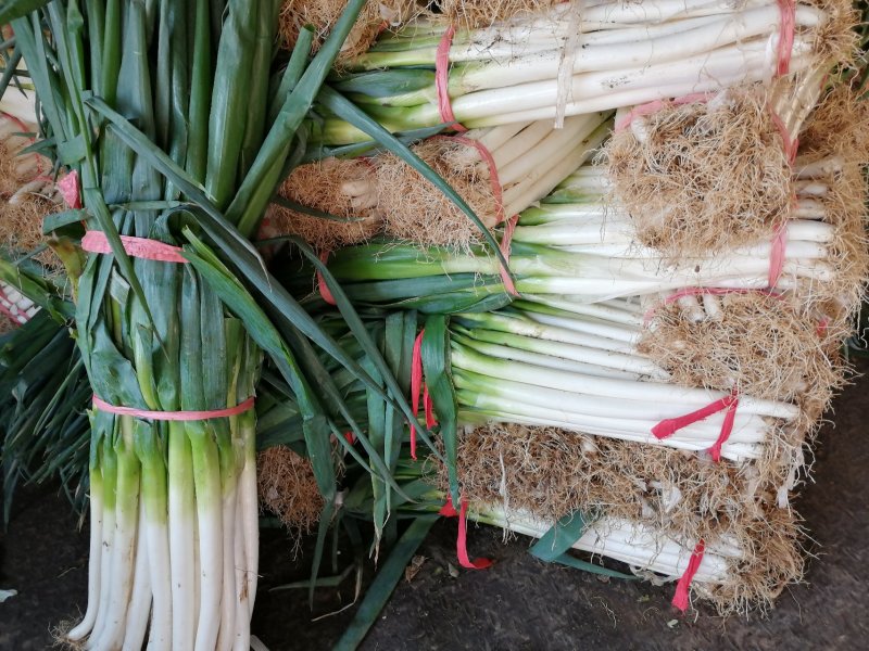 葱5毛5走车