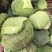 扁包菜