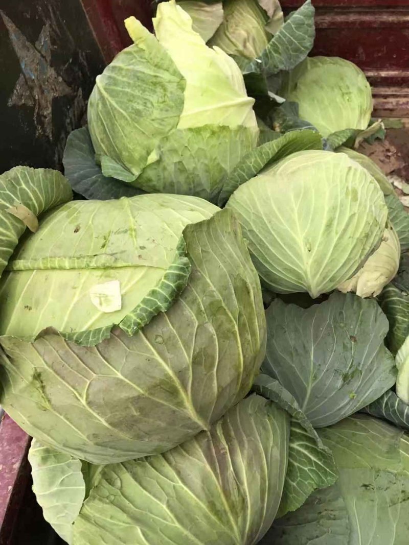 扁包菜