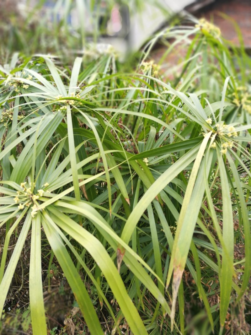 风车草台湾竹