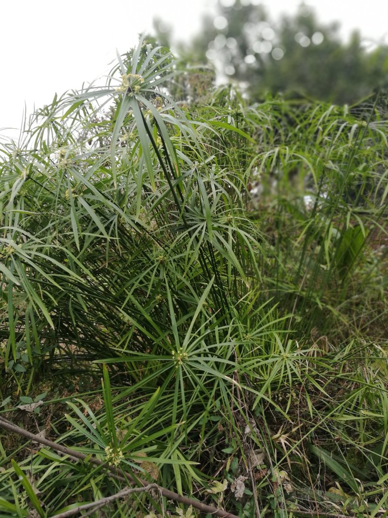 风车草台湾竹