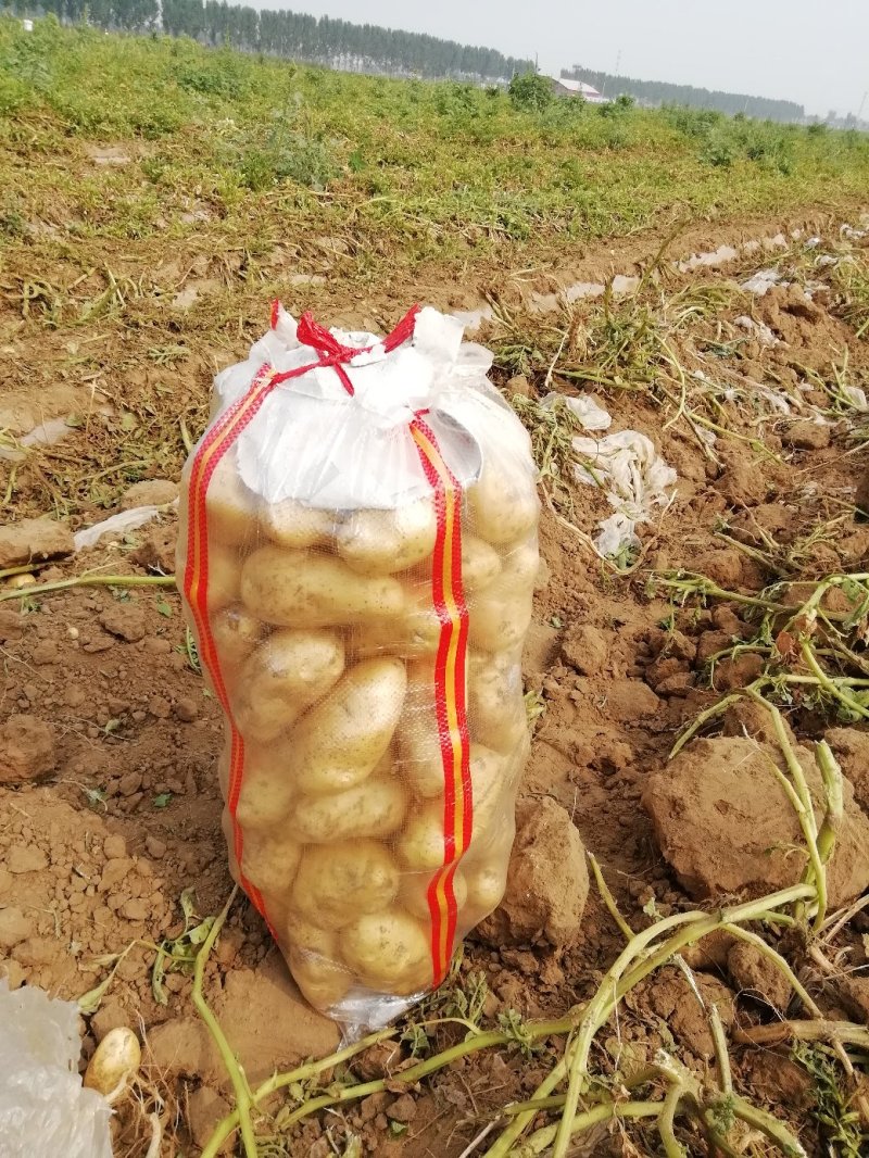 定州蔬菜基地，沃土，荷兰土豆大量出售欢迎新老客户前来收购