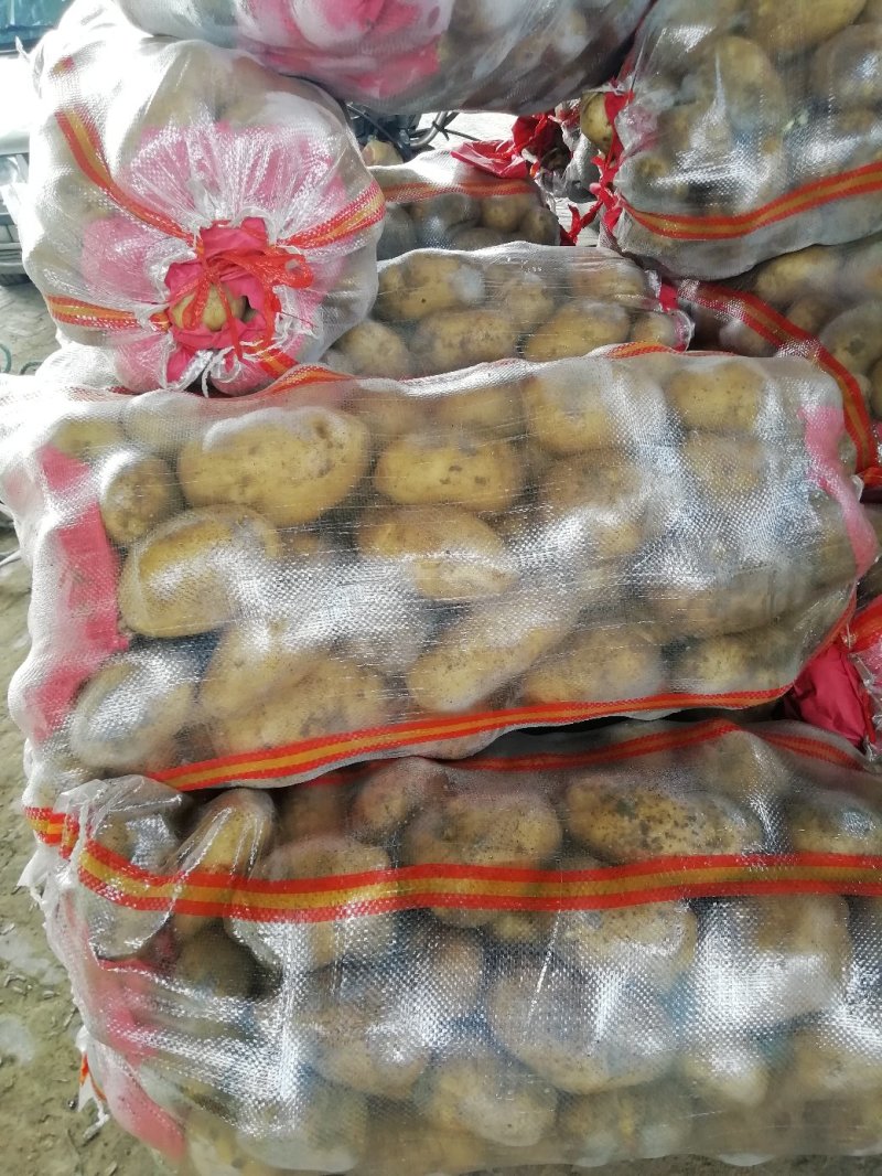 定州蔬菜基地，沃土，荷兰土豆大量出售欢迎新老客户前来收购