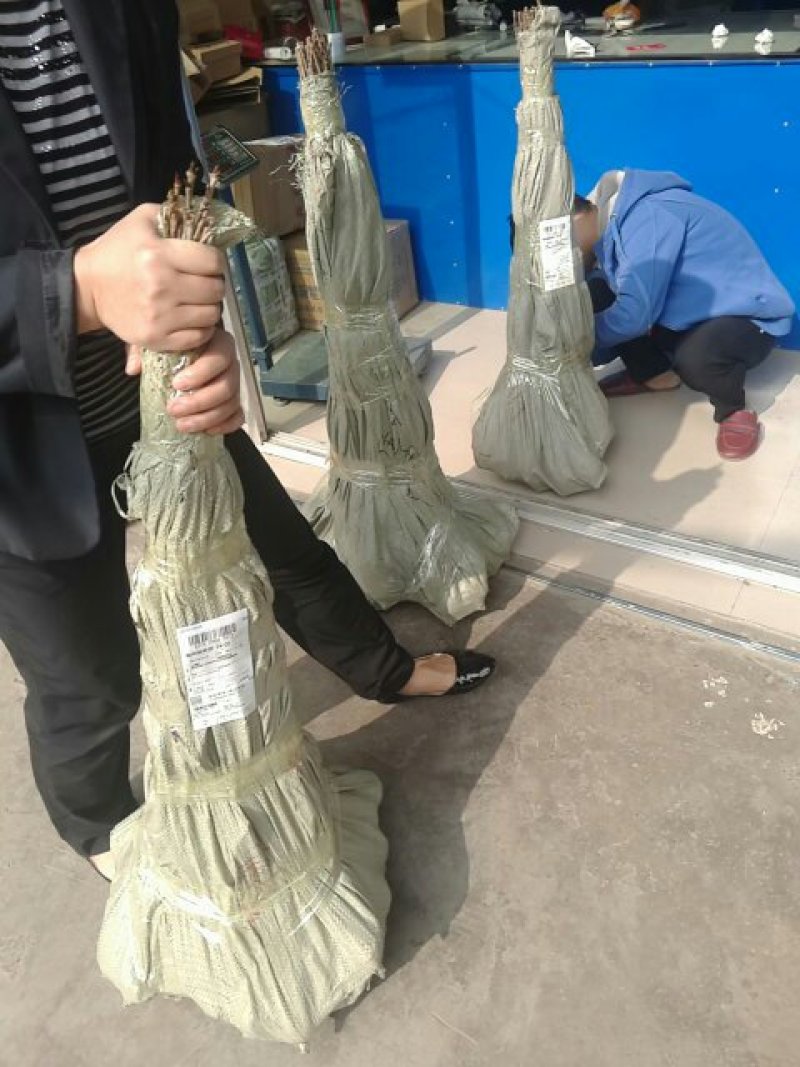 [标题]樱桃苗基地直销安全可靠，品质保证信誉第一