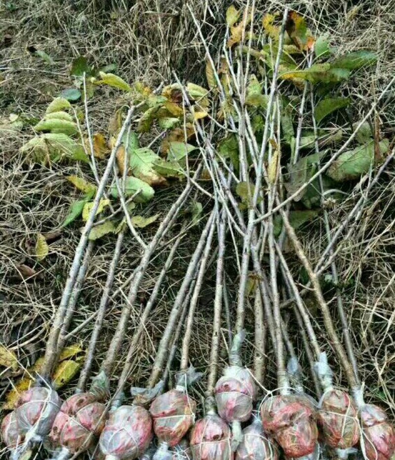 [标题]樱桃苗基地直销安全可靠，品质保证信誉第一