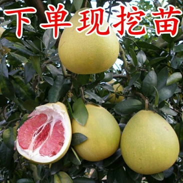 嫁接柚子树苗当年结果红心红肉盆栽地栽皆可