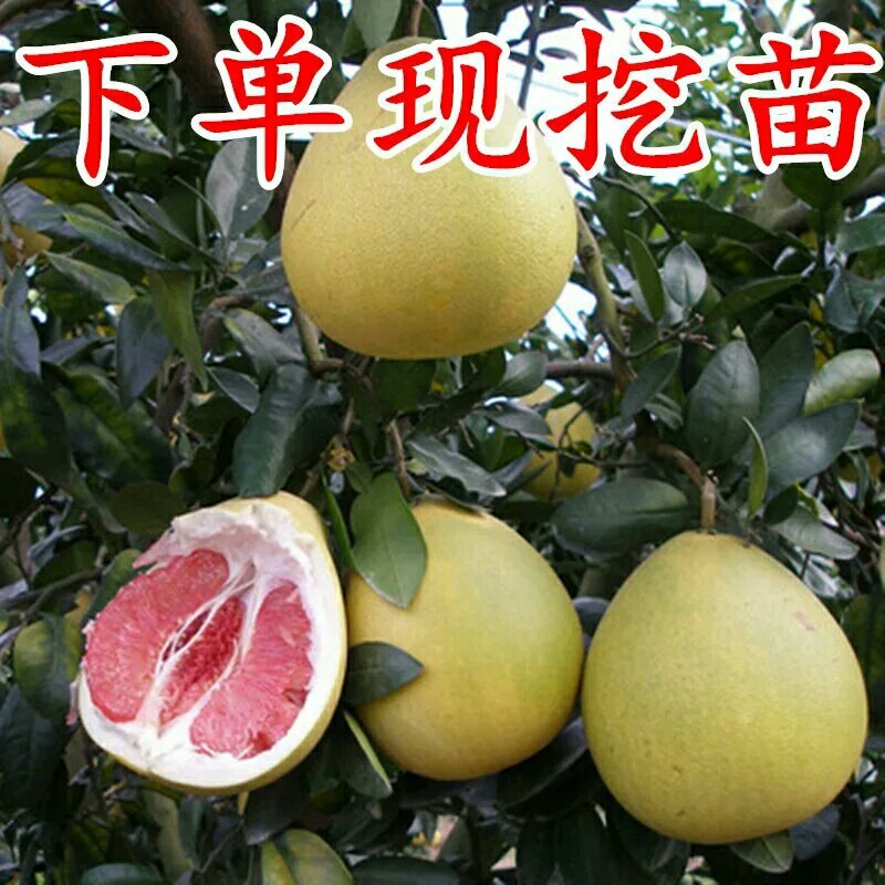 嫁接柚子树苗当年结果红心红肉盆栽地栽皆可