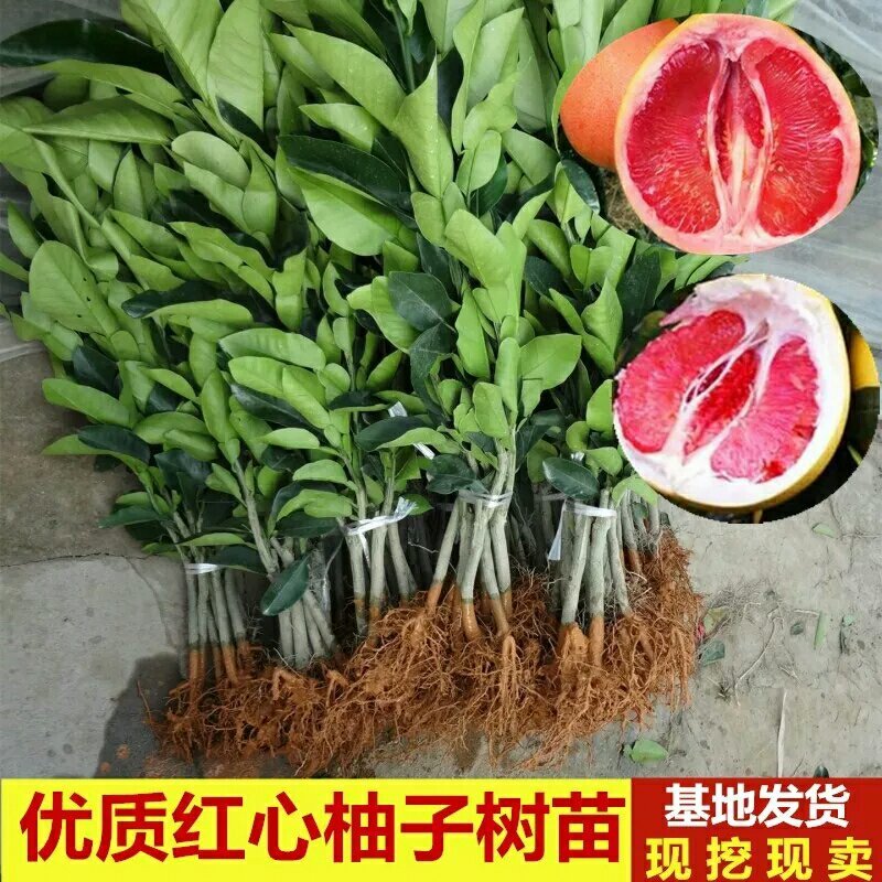 嫁接柚子树苗当年结果红心红肉盆栽地栽皆可