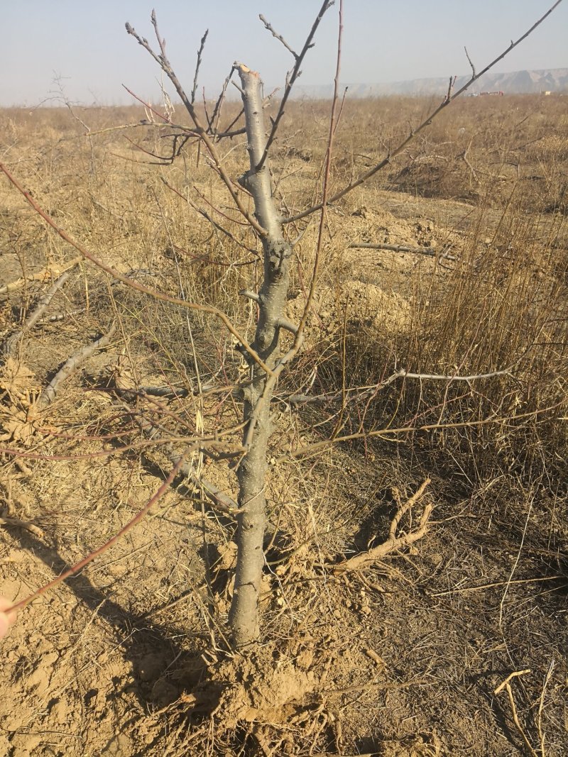 占地桃树5-8公分占地优选供应各种占地果树