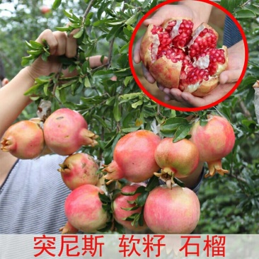 突尼斯软籽石榴苗无籽黑石榴树苗南方北方种植