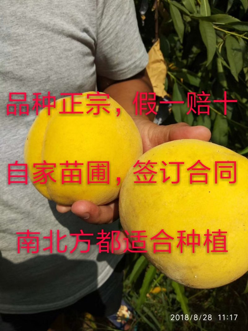 锦绣，锦春，金品种正宗，丰产易成活，死苗来年补发