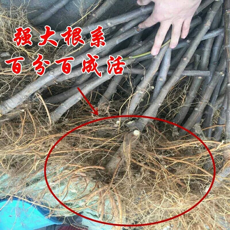 无花果树苗南北方四季庭院无花果种植无花果苗盆栽当年结果