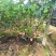 无花果树苗南北方四季庭院无花果种植无花果苗盆栽当年结果