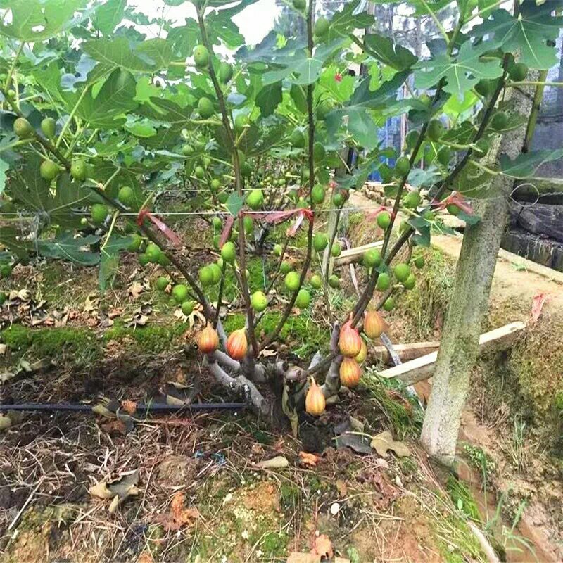 无花果树苗南北方四季庭院无花果种植无花果苗盆栽当年结果
