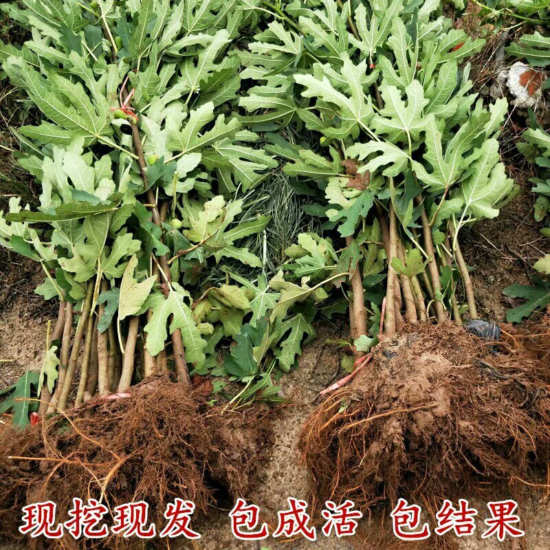 无花果树苗南北方四季庭院无花果种植无花果苗盆栽当年结果