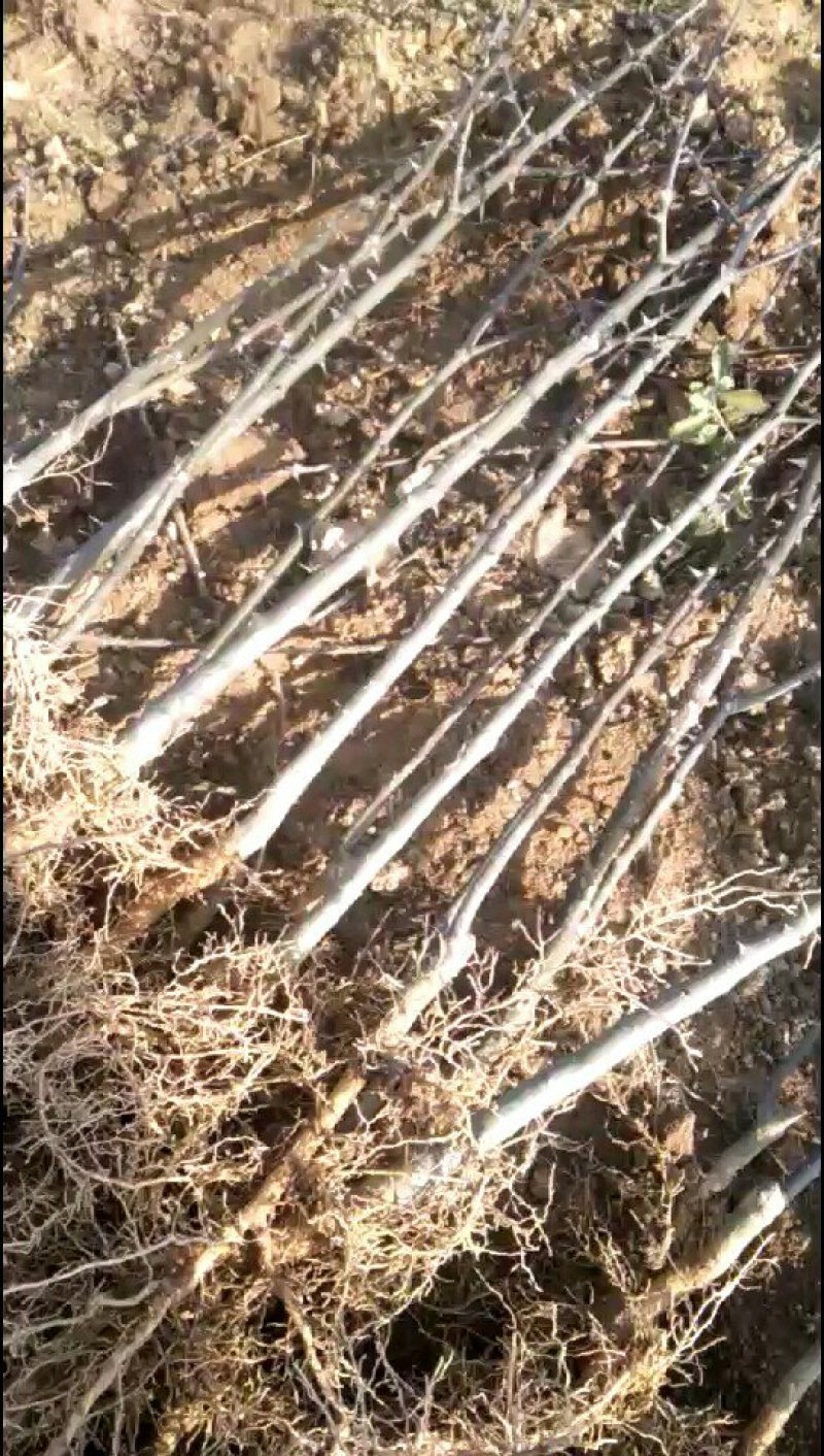 花椒树苗