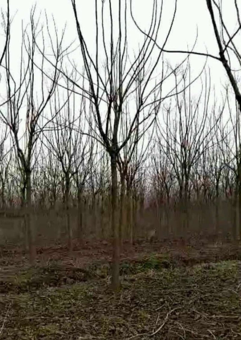 重阳木10公分重阳木小苗