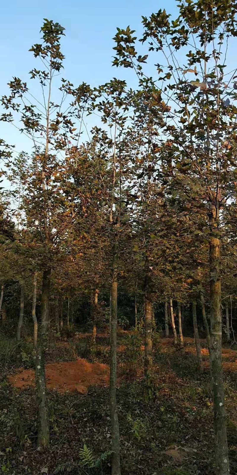 枫香3-15公分，枫香小苗，3公分枫香