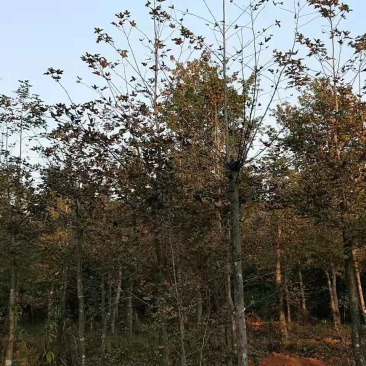 枫香3-15公分，枫香小苗，3公分枫香