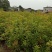当年木荷小苗,3公分木荷