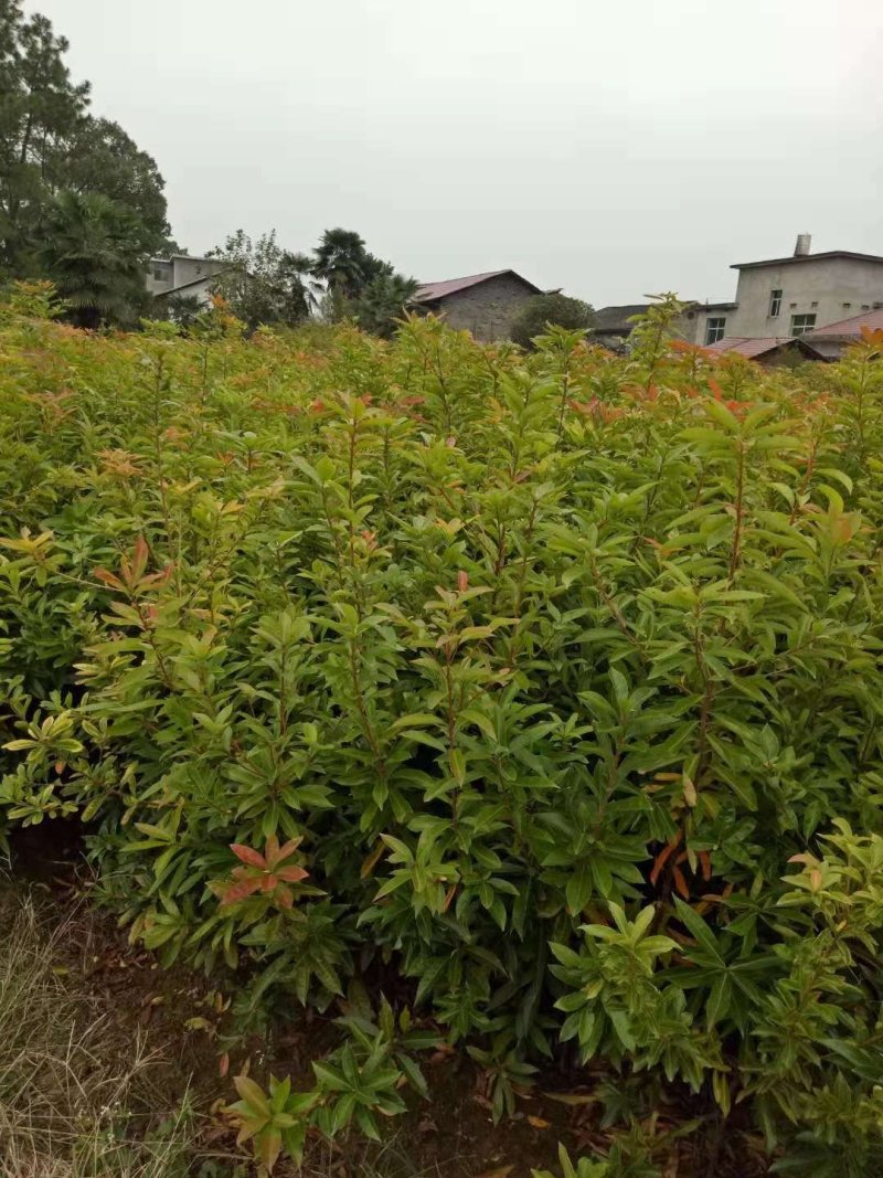 当年木荷小苗，3公分木荷