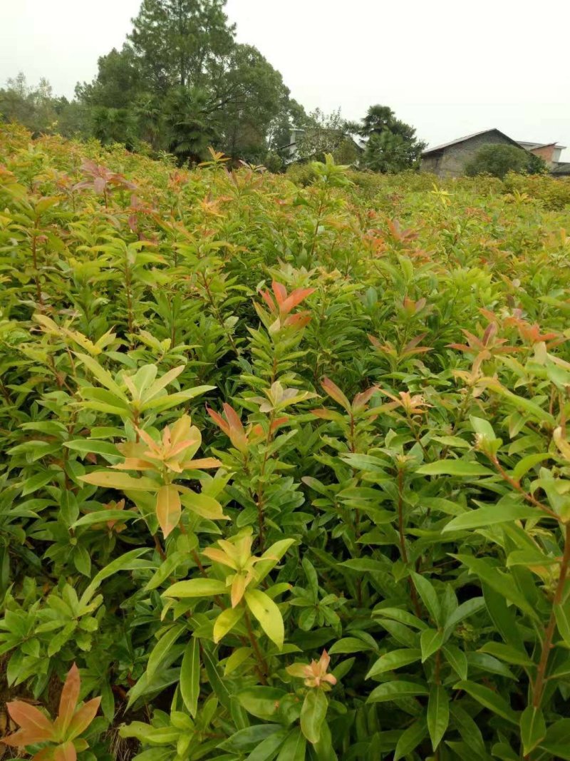 当年木荷小苗，3公分木荷