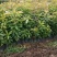 当年木荷小苗,3公分木荷