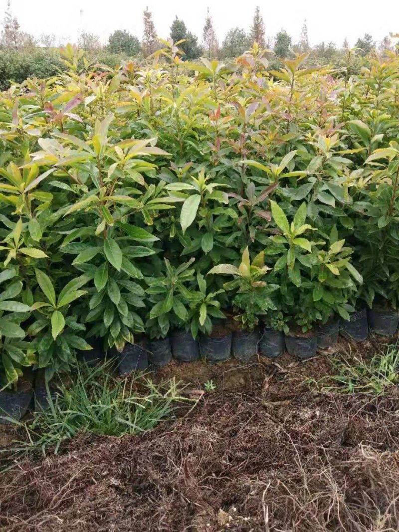 当年木荷小苗，3公分木荷