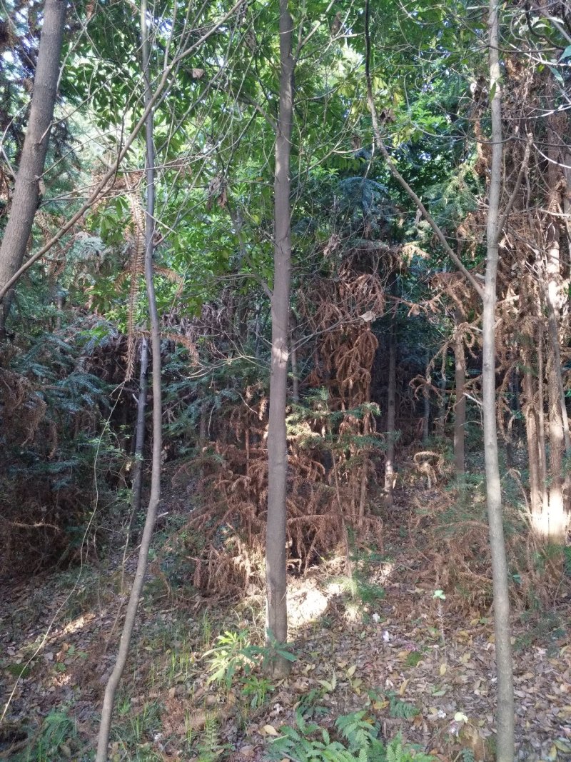 当年木荷小苗，3公分木荷
