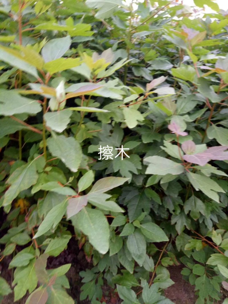 当年擦木小苗檫木小苗檫木小苗批发