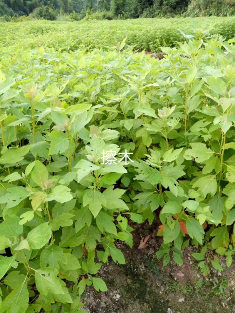 当年擦木小苗檫木小苗檫木小苗批发