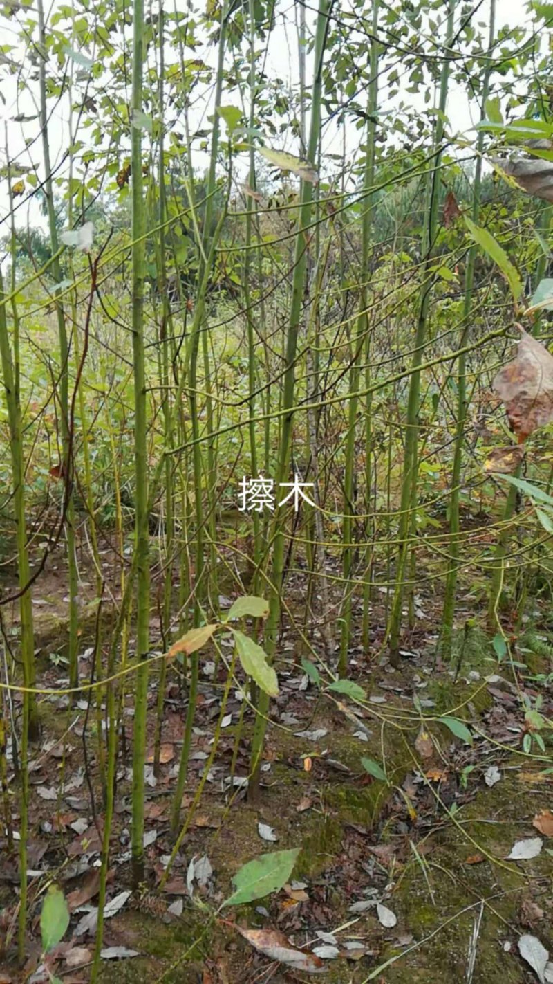 当年擦木小苗檫木小苗檫木小苗批发