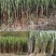 新红糖义乌特产桶装500g散装细糖砂糖黄糖纯手工