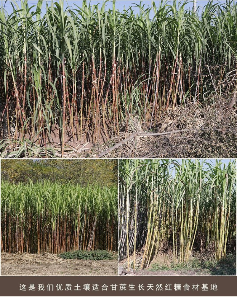 新红糖义乌特产桶装500g散装细糖砂糖黄糖纯手工